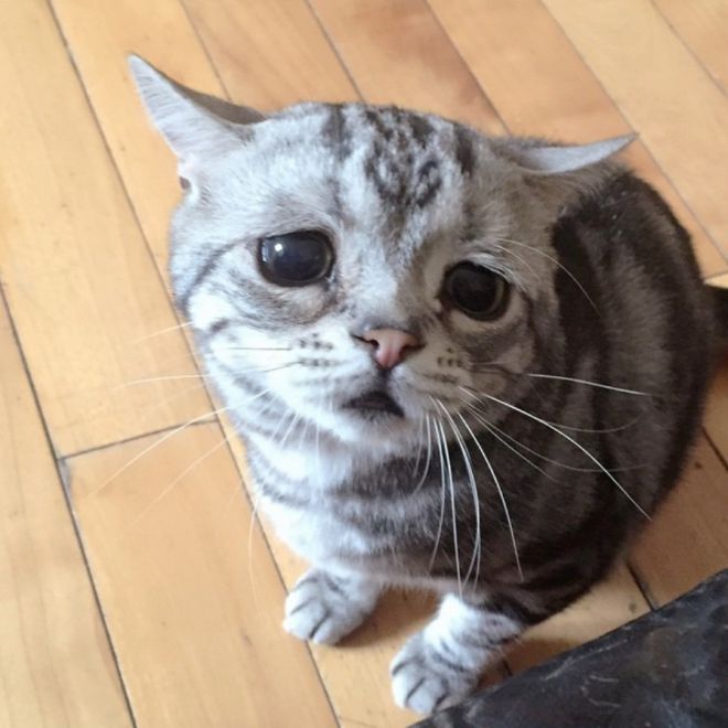 грустный кот