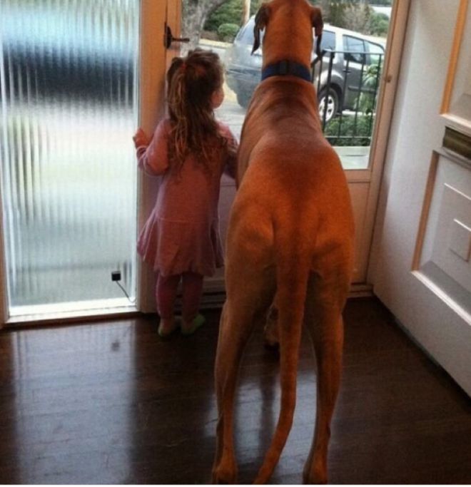 Девочка рядом с огромным псом