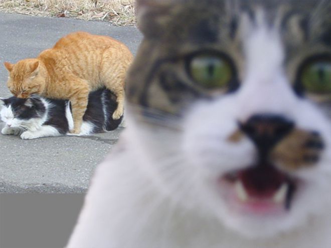 Селфи кота на фоне двух котов