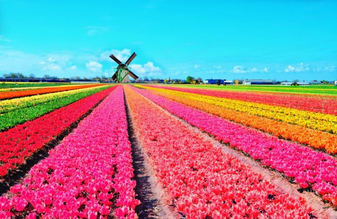 тюльпаны в Голландии