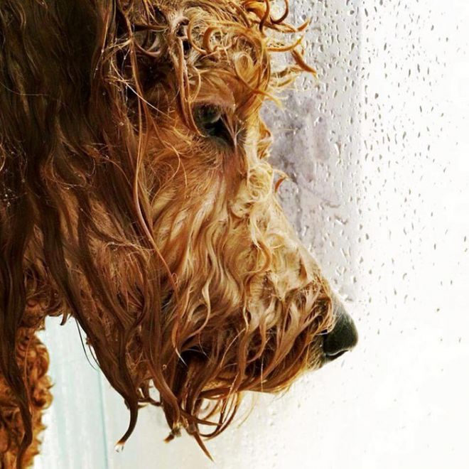 Мокрый пес у окна
