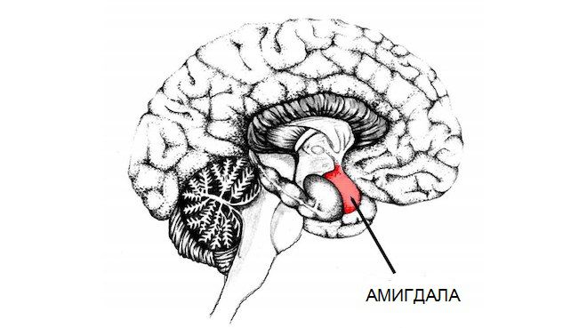 Миндалевидное тело в мозге