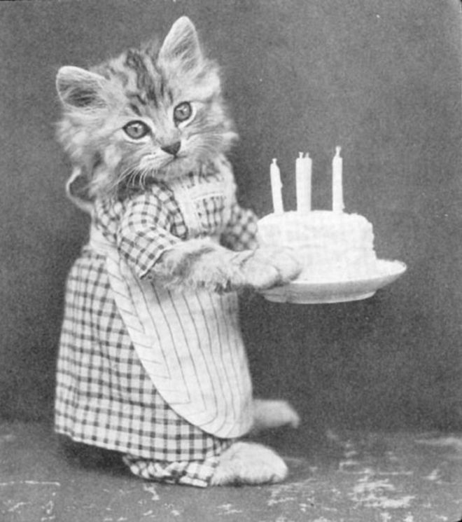 Кошка с тортиком