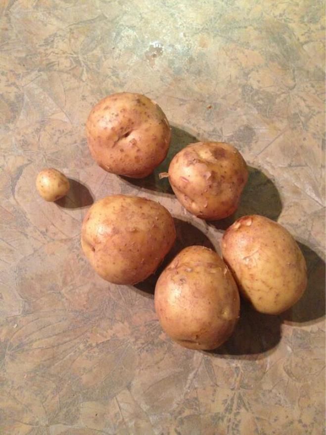 Шесть картошек