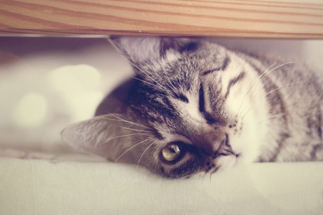 Кот под кроватью