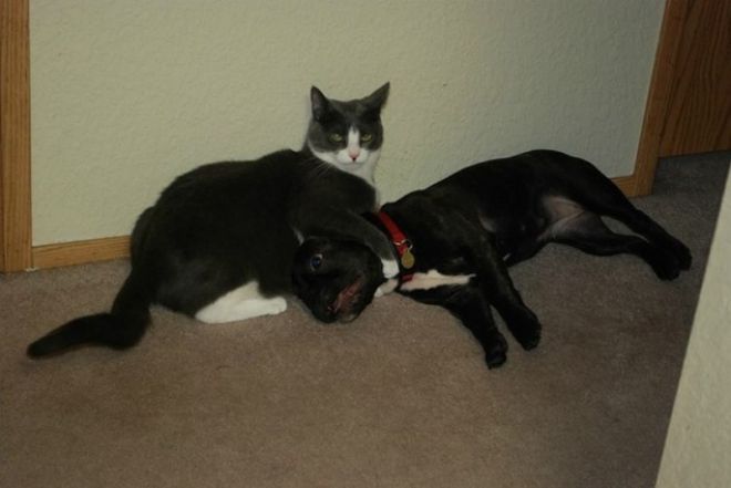 Кот держит пса за шею