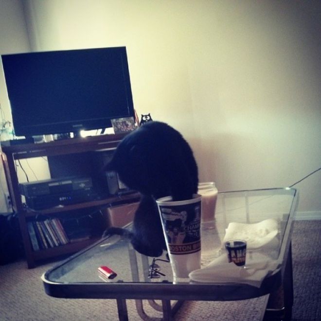 Кот со стаканом