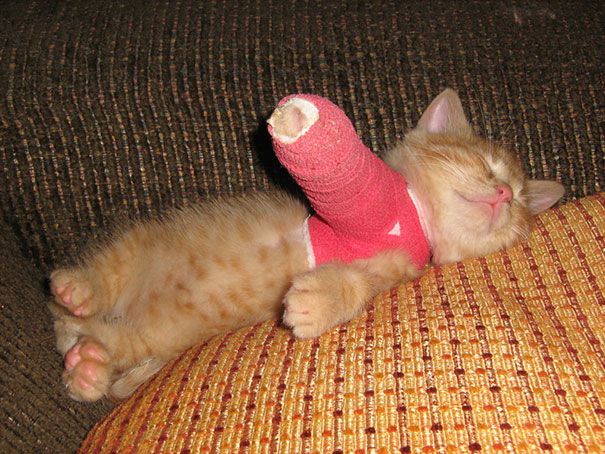 Котенок по кличке Тини знает, что в этой повязке его перелом заживет намного быстрее…