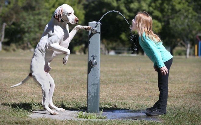 Собака и вода