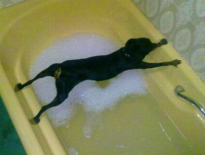 Собака над ванной