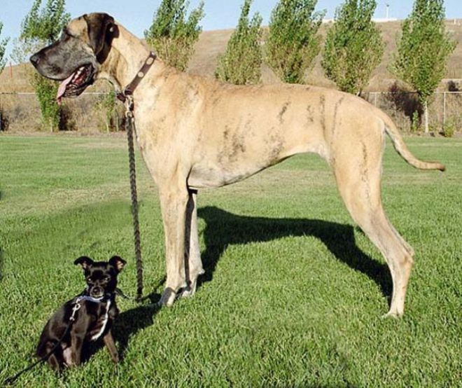 Большая и маленькая собака