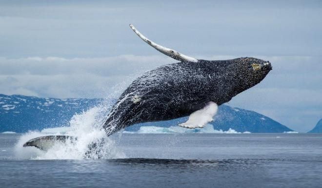 Гренландские киты