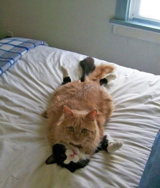 Коты на постели