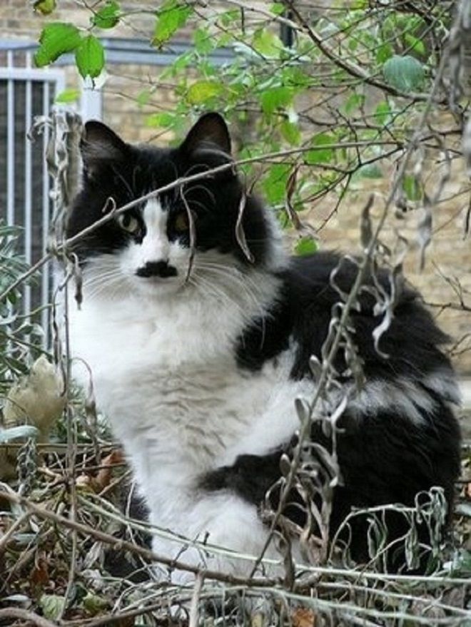 Черно-белый кот за ветками