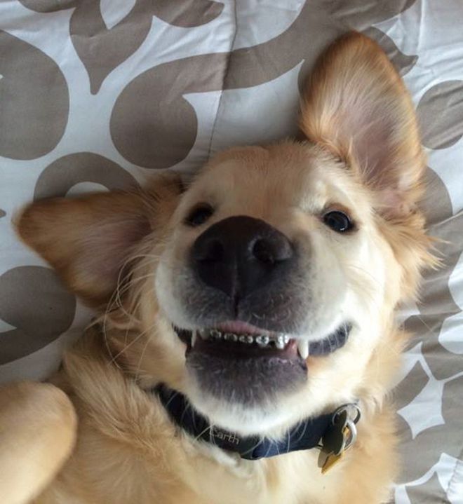 Очаровательная улыбка щенка