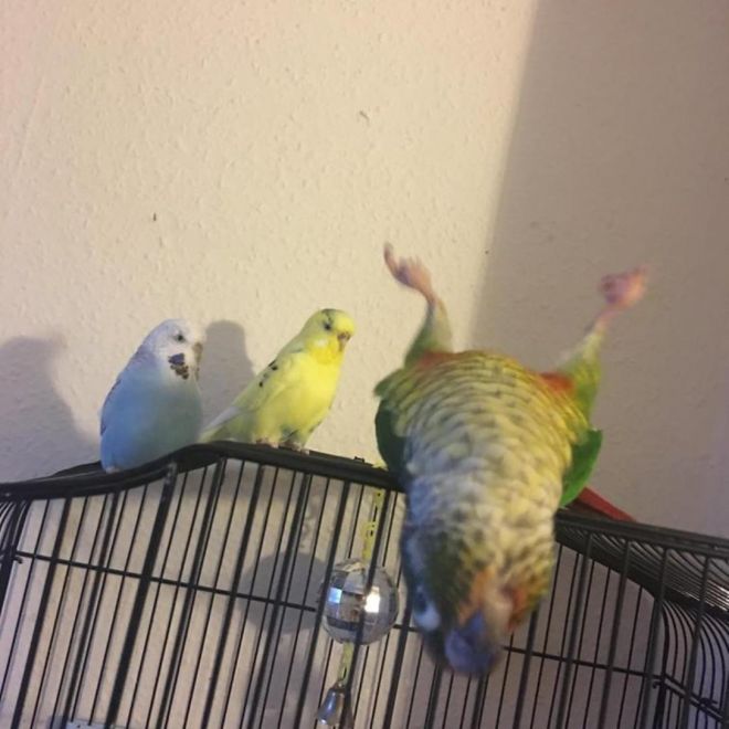 три попугая