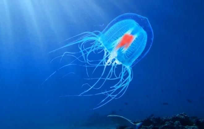«Бессмертная» медуза