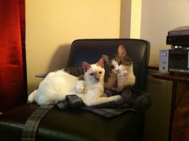 Коты лежат на стуле в обнимку