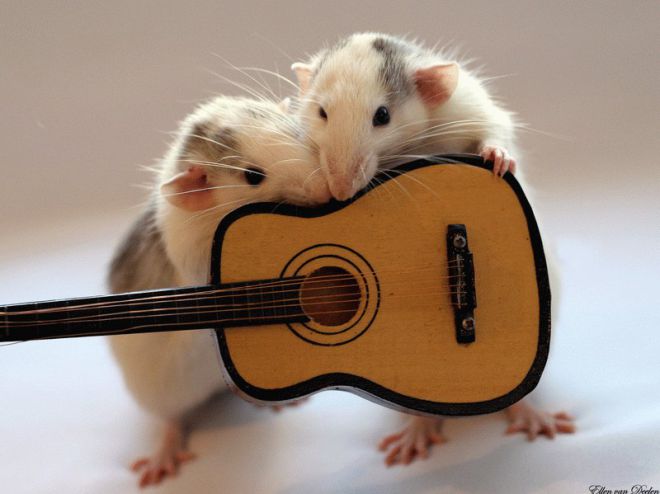 Крыса и гитара