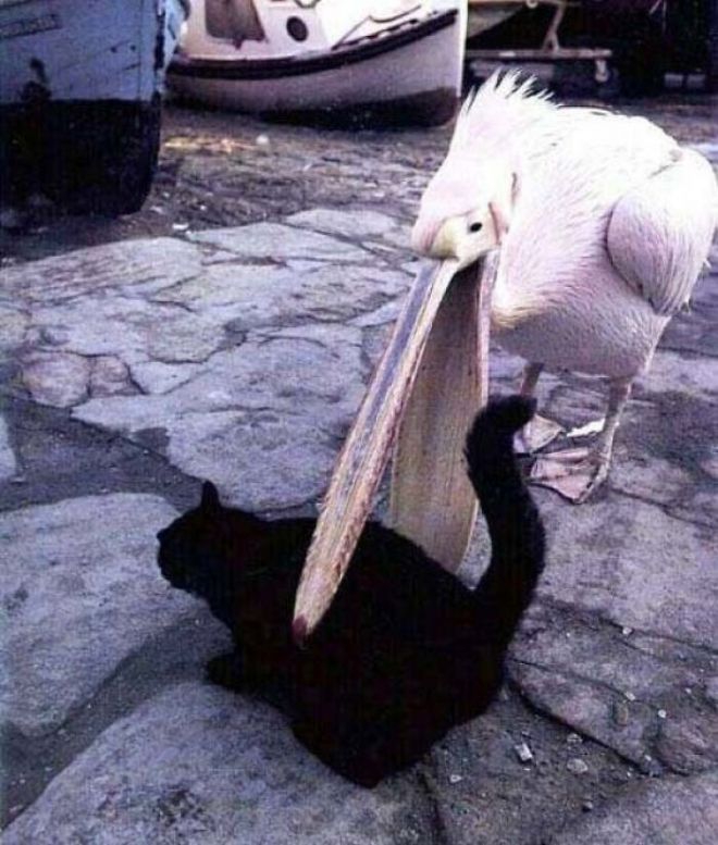 Пеликан и кот