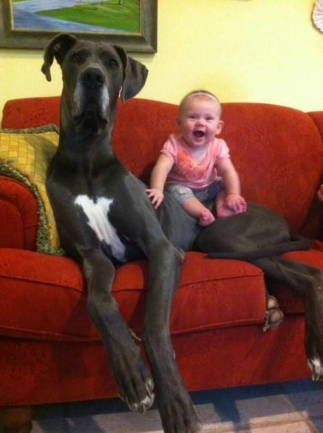 Ребенок сидит на собаке