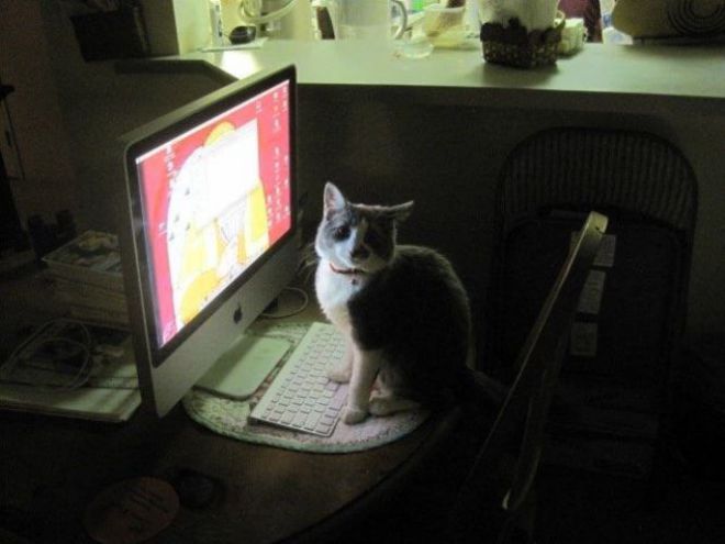 Кот сидит перед монитором