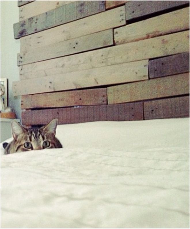 Кот прячется за постелью