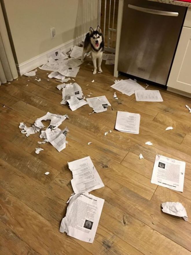 Пес в окружении погрызенных бумажек