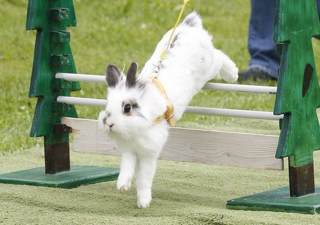 Тренировать кролика