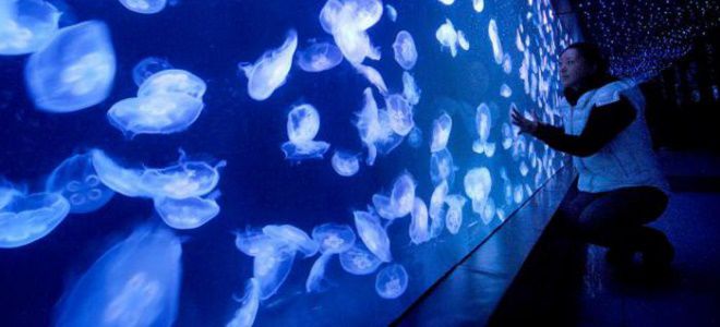 аквариум с медузой