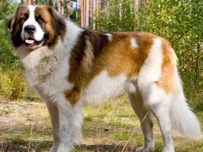 самая огромная собака в мире 10
