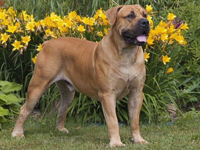 самая огромная собака в мире 4