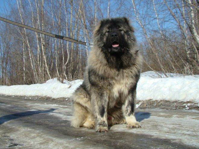 самая огромная собака в мире 5