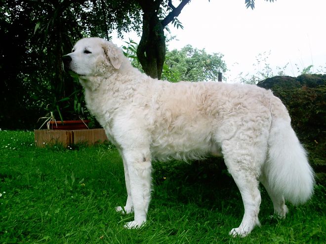 самая огромная собака в мире 6