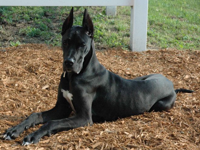 самая огромная собака в мире 7