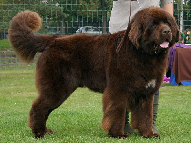 самая огромная собака в мире 8