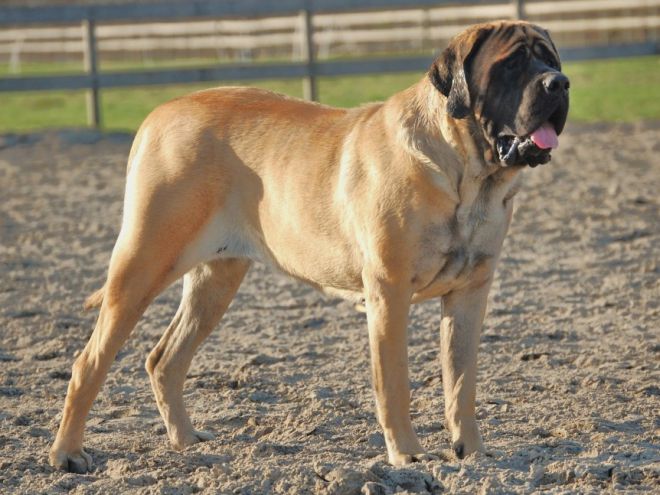 самая огромная собака в мире 9