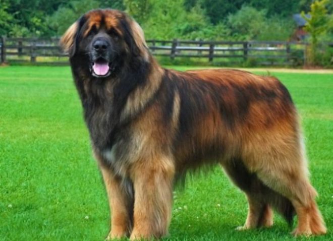 Самые крупные собаки в мире -1