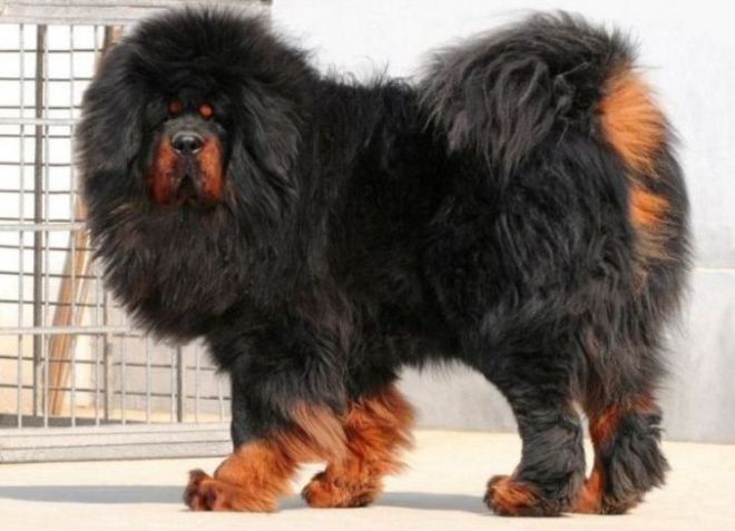 Самые крупные собаки в мире -5
