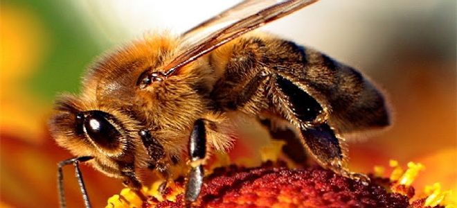 пчелиный подмор польза и вред