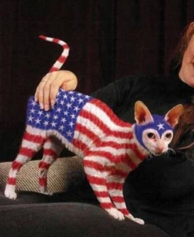 Кот американский патриот