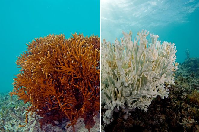 кораллы на мальдивах