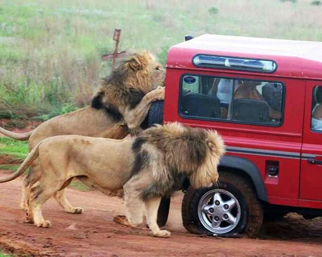 миф №8 - туристов едят львы и другие животные