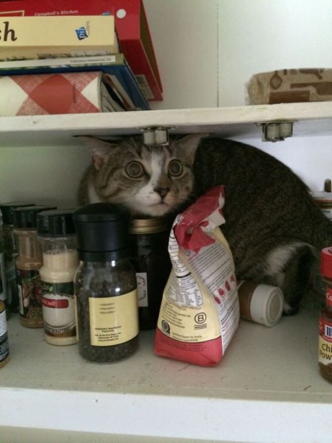 Кот в шкафчике