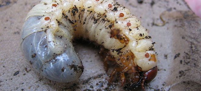 борьба с личинками майского жука на клубнике