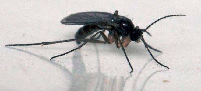 Борьба с луковой мухой народными средствами