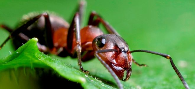 борьба с муравьями в теплице
