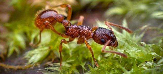 борьба с садовыми муравьями народными средствами