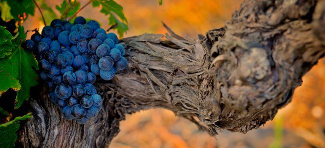 обрезка винограда осенью для новичков