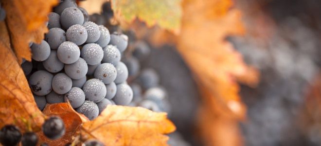 виноград обрезка осенью и укрытие на зиму